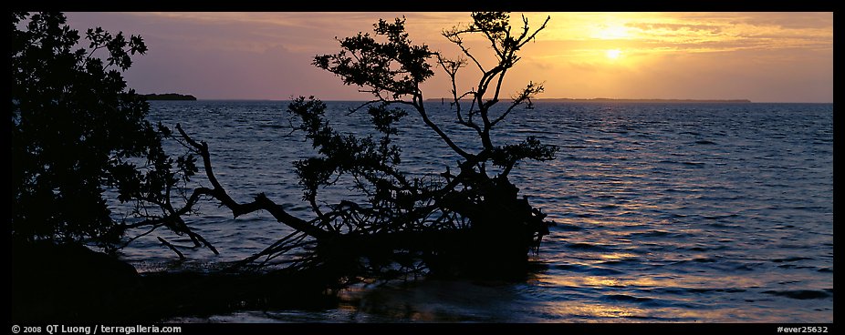 Mangroves and sunrise over Florida Bay. Everglades  National Park (color)