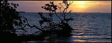 Mangroves and sunrise over Florida Bay. Everglades National Park (Panoramic color)