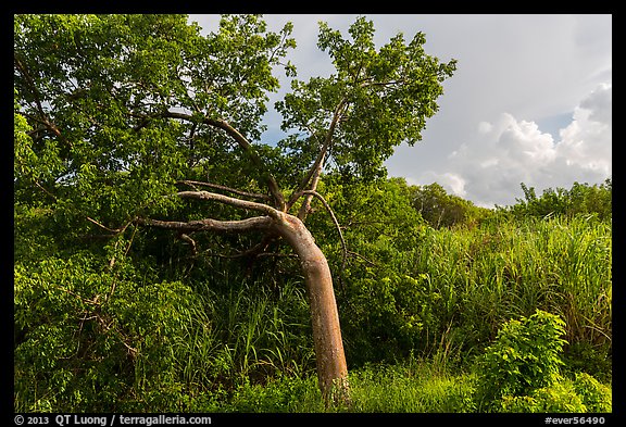 Gumbo limbo tree, Chekika. Everglades National Park (color)
