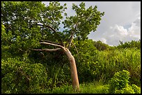 Gumbo limbo tree, Chekika. Everglades National Park ( color)