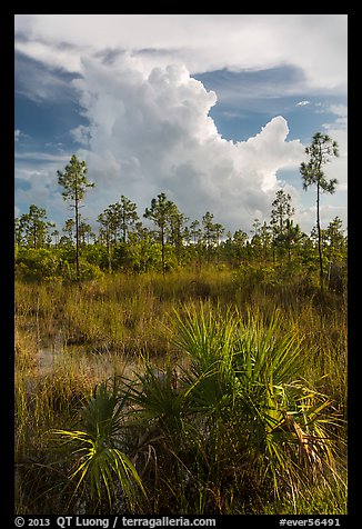 Palmetto, pines, and summer afternoon clouds. Everglades National Park (color)