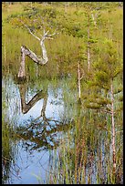 Old cypress shaped like letter Z. Everglades National Park, Florida, USA. (color)
