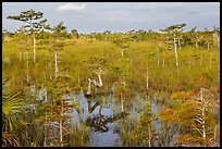 Cypress landscape with Z-tree. Everglades National Park, Florida, USA. (color)