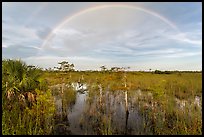 Double rainbow over dwarf cypress forest. Everglades National Park ( color)