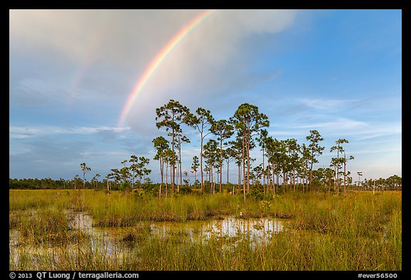 Rainbow over pine trees near Mahogany Hammock. Everglades National Park (color)