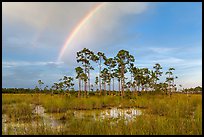 Rainbow over pine trees near Mahogany Hammock. Everglades National Park ( color)