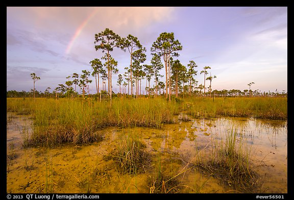 Pine trees and rainbow in summer. Everglades National Park, Florida, USA.