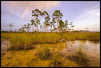 Pine trees and rainbow in summer. Everglades National Park ( color)