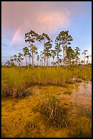 Pine trees and rainbow at sunset. Everglades National Park ( color)