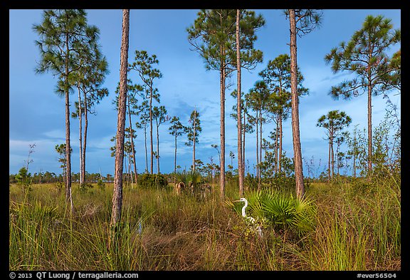 Pinelands with great white heron. Everglades National Park (color)