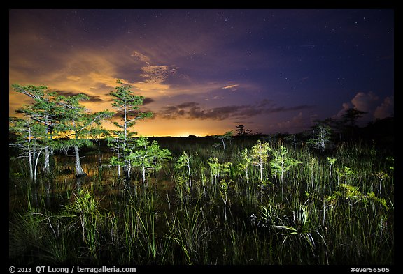 Dwarf cypress at night, Pa-hay-okee. Everglades National Park, Florida, USA.