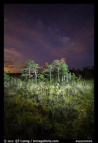 Dwarf cypress and stars at night, Pa-hay-okee. Everglades National Park, Florida, USA.
