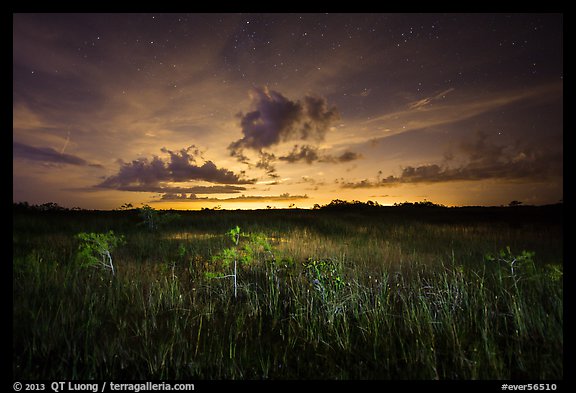 Sawgrass and dwarf cypress at night. Everglades National Park, Florida, USA.