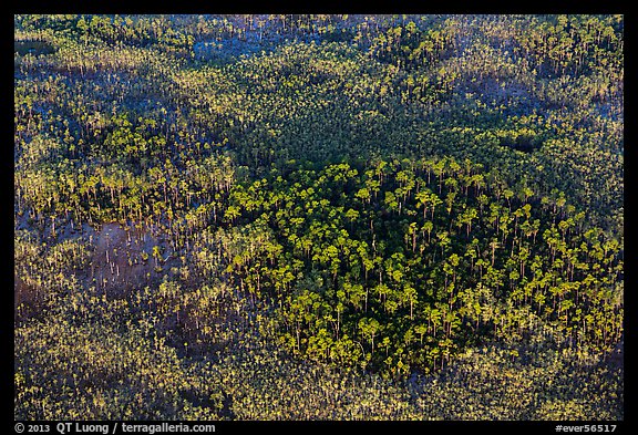 Aerial view of pine trees. Everglades National Park, Florida, USA.