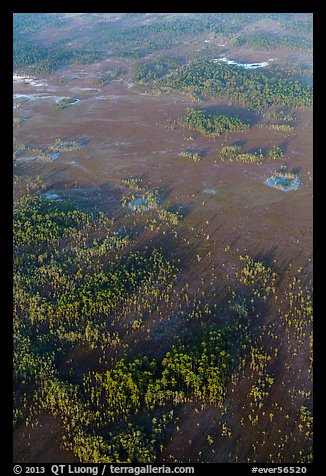 Aerial view of cypress and pines. Everglades National Park (color)