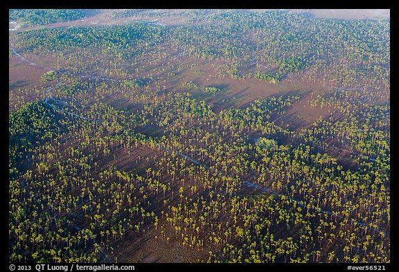 Aerial view of pine forest. Everglades National Park, Florida, USA.