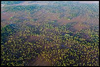 Aerial view of pine forest. Everglades National Park, Florida, USA. (color)