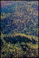 Aerial view of cypress forest. Everglades National Park, Florida, USA. (color)