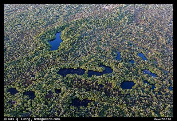 Aerial view of mangroves and ponds. Everglades National Park, Florida, USA.