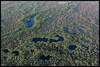 Aerial view of mangroves and ponds. Everglades National Park, Florida, USA. (color)