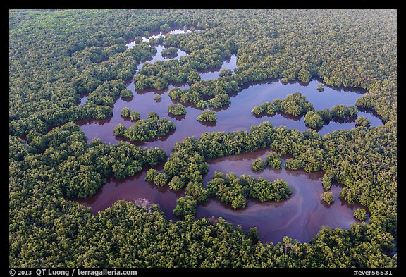 Aerial view of mangrove forest mixed with ponds. Everglades National Park, Florida, USA.