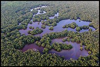Aerial view of mangrove forest mixed with ponds. Everglades National Park, Florida, USA. (color)