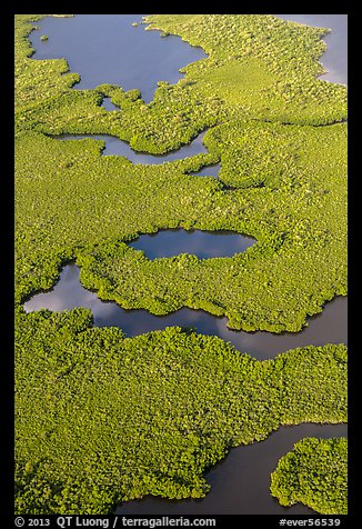 Aerial view of coastal mangrove forests. Everglades National Park, Florida, USA.