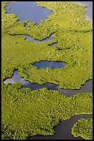 Aerial view of coastal mangrove forests. Everglades National Park, Florida, USA. (color)
