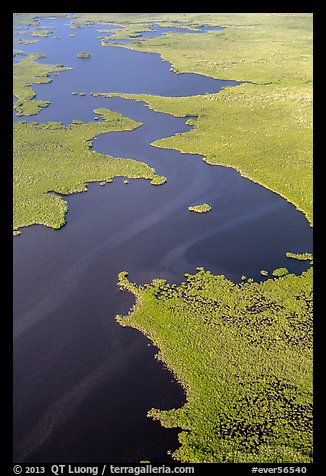 Aerial view of dense mangrove coastline and inlets. Everglades National Park, Florida, USA.
