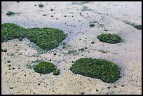 Aerial view of mangroves and cypress. Everglades National Park ( color)