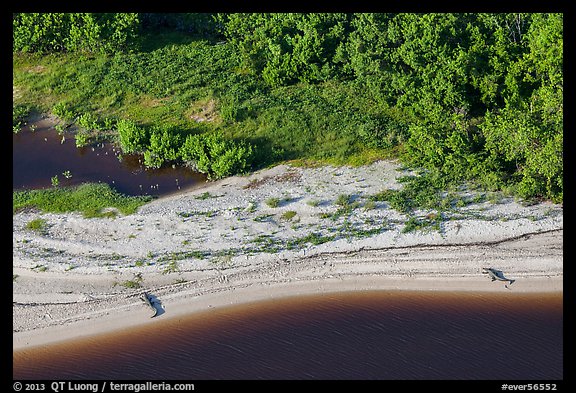 Aerial view of two alligators sunning on beach. Everglades National Park, Florida, USA.