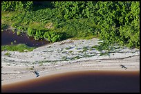 Aerial view of two alligators sunning on beach. Everglades National Park ( color)