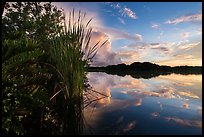 Paurotis pond and reflections. Everglades National Park, Florida, USA. (color)
