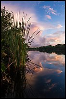 Aquatic plants on shores of Paurotis Pond. Everglades National Park ( color)