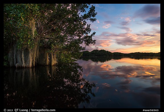 Trees with Spanish Moss in Paurotis Pond at sunset. Everglades National Park, Florida, USA.