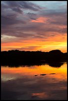 Alligator swimming in Paurotis Pond, sunset. Everglades National Park ( color)