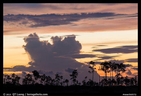 Pines and clouds at sunset. Everglades National Park (color)