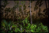 Palmeto and pines at night. Everglades National Park ( color)