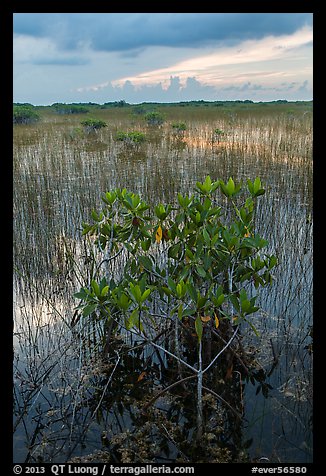 Freshwater marsh with Red Mangrove. Everglades National Park, Florida, USA.