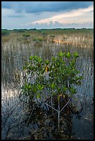 Freshwater marsh with Red Mangrove. Everglades National Park, Florida, USA. (color)
