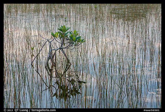 Needle rush and dwarfed mangrove. Everglades National Park, Florida, USA.