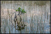 Needle rush and dwarfed mangrove. Everglades National Park, Florida, USA. (color)