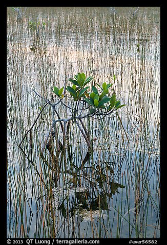 Dwarf red mangrove with needle rush. Everglades National Park (color)