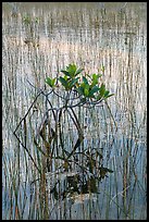 Dwarf red mangrove with needle rush. Everglades National Park ( color)