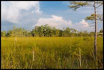 Sawgrass and cypress dome in summer. Everglades National Park ( color)