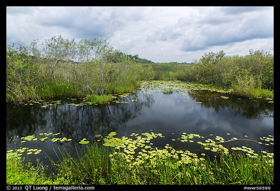 Freshwater slough in summer. Everglades National Park (color)