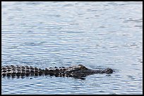 Alligator swimming. Everglades National Park ( color)