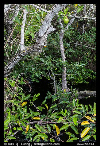 Alligator Apple (Annoma Glabra) tree and fruits. Everglades National Park (color)