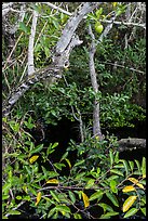 Alligator Apple (Annoma Glabra) tree and fruits. Everglades National Park ( color)
