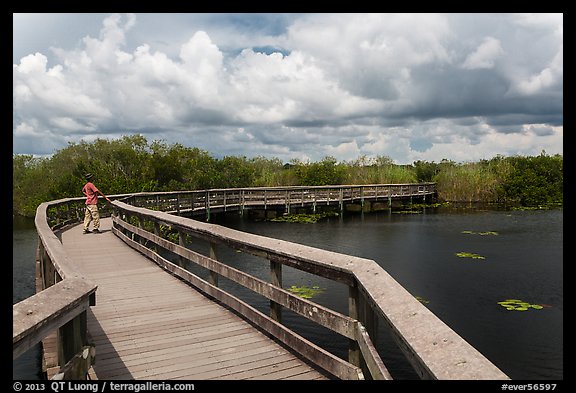 Park visitor looking, Anhinga Trail. Everglades National Park, Florida, USA.